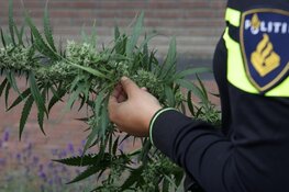 Veroordeling voor wietplantage, vrijspraak voor gijzeling en mishandeling
