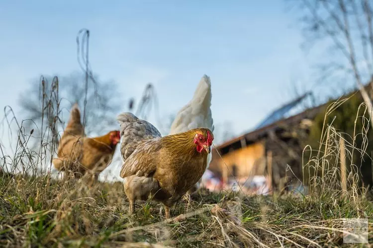Vogelgriep vastgesteld in Vriezenveen