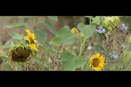 Provincie Overijssel gestart met wensen en keuzes in kaart brengen voor gebruik gewasbeschermingsmiddelen