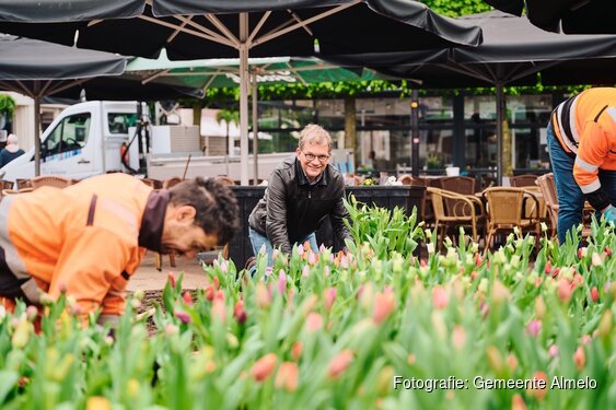 Almelo in bloei: 11.000 tulpen kleuren de stad